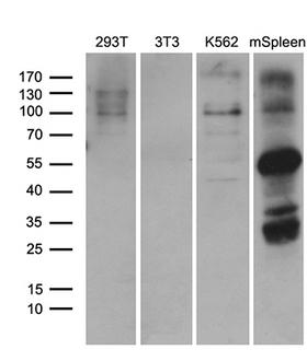 ELF4 / MEF Antibody - Western blot analysis of extracts. (35ug) from 3 different cell lines and mouse spleen tissue lysate by using anti-ELF4 monoclonal antibody. (1:500)