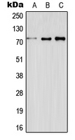 ELF4 / MEF Antibody - Western blot analysis of ELF4 expression in HeLa (A); Raw264.7 (B); H9C2 (C) whole cell lysates.