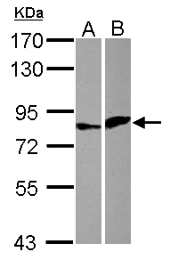 ELF4 / MEF Antibody - Sample (30 ug of whole cell lysate) A: HeLa B: HCT116 7.5% SDS PAGE ELF4 antibody diluted at 1:1000