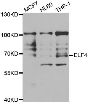 ELF4 / MEF Antibody - Western blot analysis of extracts of various cell lines.