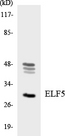 ELF5 Antibody - Western blot analysis of the lysates from HT-29 cells using ELF5 antibody.