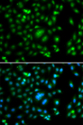 ELF5 Antibody - Immunofluorescence analysis of A549 cells.