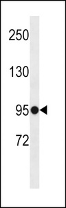 ELFN1 Antibody - ELFN1 Antibody western blot of K562 cell line lysates (35 ug/lane). The ELFN1 antibody detected the ELFN1 protein (arrow).