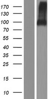 ELFN2 Protein - Western validation with an anti-DDK antibody * L: Control HEK293 lysate R: Over-expression lysate