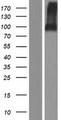 ELFN2 Protein - Western validation with an anti-DDK antibody * L: Control HEK293 lysate R: Over-expression lysate