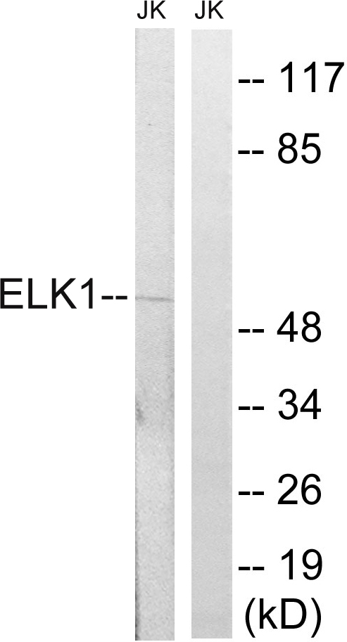 ELK1 Antibody - Western blot analysis of lysates from JurKat cells, using Elk1 Antibody. The lane on the right is blocked with the synthesized peptide.