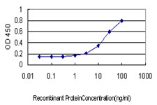 ELK1 Antibody - Detection limit for recombinant GST tagged ELK1 is approximately 1 ng/ml as a capture antibody.