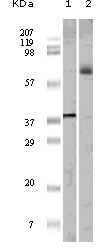 ELK1 Antibody - ELK1 Antibody in Western Blot (WB)