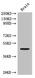 ELK1 Antibody - Western Blot Positive WB detected in:mouse brain tissue All Lanes: ELK1 antibody at 3ug/ml Secondary Goat polyclonal to rabbit IgG at 1/50000 dilution Predicted band size: 45,12 kDa Observed band size: 45 kDa