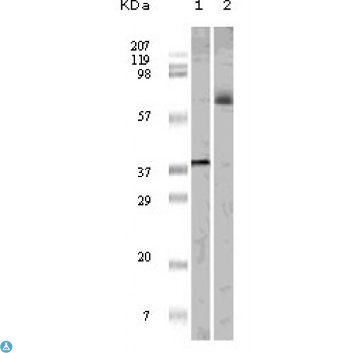 ELK1 Antibody - Western Blot (WB) analysis using Elk1 Monoclonal Antibody against truncated ELK1 recombinant protein (1) and K562 cell lysate (2).