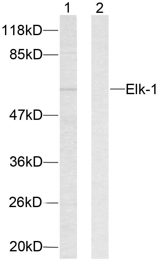 ELK1 Antibody - Western blot analysis of extracts from HeLa cells. Line1: Using Elk-1(Ab-383) Antibody; Line2: Using the same antibody preincubated with synthesized peptide.