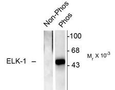 ELK1 Antibody - Western blot of recombinant Elk-1 showing specific immunolabeling of the ~46k Elk-1 phosphorylated at Ser383 (Phos). The immunolabeling is absent in dephospho-Elk-1 (Non-Phos).