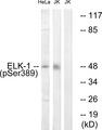 ELK1 Antibody - Western blot analysis of extracts from Jurkat cells treated with UV (15mins) and HeLa cells treated with paclitaxel (1uM, 24hours), using Elk1 (Phospho-Ser389) antibody.