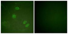 ELK3 / NET Antibody - Peptide - + Immunofluorescence analysis of HeLa cells, using ETS Domain Protein Elk-3 antibody.