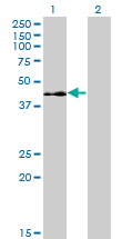 ELK3 / NET Antibody - Western Blot analysis of ELK3 expression in transfected 293T cell line by ELK3 monoclonal antibody (M02), clone 3A12.Lane 1: ELK3 transfected lysate(44.2 KDa).Lane 2: Non-transfected lysate.