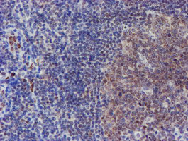 ELK3 / NET Antibody - IHC of paraffin-embedded Human tonsil using anti-ELK3 mouse monoclonal antibody. (Heat-induced epitope retrieval by 10mM citric buffer, pH6.0, 100C for 10min).