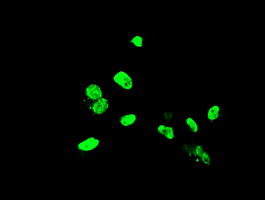 ELK3 / NET Antibody - Anti-ELK3 mouse monoclonal antibody immunofluorescent staining of COS7 cells transiently transfected by pCMV6-ENTRY ELK3.