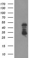 ELK3 / NET Antibody - HEK293T cells were transfected with the pCMV6-ENTRY control (Left lane) or pCMV6-ENTRY ELK3 (Right lane) cDNA for 48 hrs and lysed. Equivalent amounts of cell lysates (5 ug per lane) were separated by SDS-PAGE and immunoblotted with anti-ELK3.