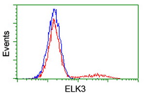 ELK3 / NET Antibody - HEK293T cells transfected with either overexpress plasmid (Red) or empty vector control plasmid (Blue) were immunostained by anti-ELK3 antibody, and then analyzed by flow cytometry.