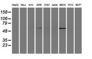 ELK3 / NET Antibody - Western blot of extracts (35 ug) from 9 different cell lines by using anti-ELK3 monoclonal antibody.