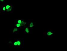 ELK3 / NET Antibody - Anti-ELK3 mouse monoclonal antibody immunofluorescent staining of COS7 cells transiently transfected by pCMV6-ENTRY ELK3.