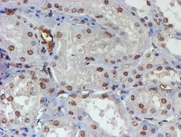 ELK3 / NET Antibody - IHC of paraffin-embedded Human Kidney tissue using anti-ELK3 mouse monoclonal antibody. (Heat-induced epitope retrieval by 10mM citric buffer, pH6.0, 100C for 10min).