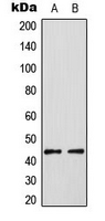 ELK3 / NET Antibody - Western blot analysis of NET (pS357) expression in HUVEC PMA-treated (A); HT29 PMA-treated (B) whole cell lysates.
