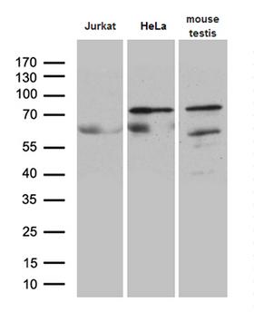 ELL / MEN Antibody - Western blot analysis of extracts. (35ug) from 2 different cell lines and mouse testis tissue lysate by using anti-ELL monoclonal antibody. (1:500)