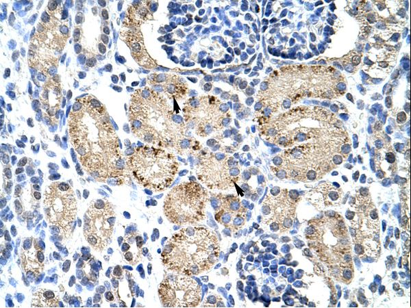ELL / MEN Antibody - ELL antibody ARP30105_T100-NP_006523-ELL (elongation factor RNA polymerase II) Antibody was used in IHC to stain formalin-fixed, paraffin-embedded human kidney.  This image was taken for the unconjugated form of this product. Other forms have not been tested.