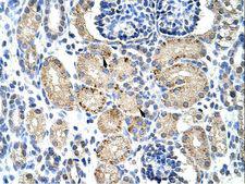 ELL / MEN Antibody - ELL antibody ARP30105_T100-NP_006523-ELL (elongation factor RNA polymerase II) Antibody was used in IHC to stain formalin-fixed, paraffin-embedded human kidney.  This image was taken for the unconjugated form of this product. Other forms have not been tested.
