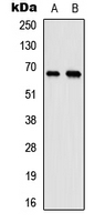 ELL / MEN Antibody - Western blot analysis of MEN expression in HeLa (A); mouse testis (B) whole cell lysates.