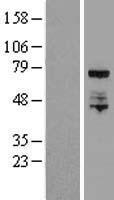 ELL / MEN Protein - Western validation with an anti-DDK antibody * L: Control HEK293 lysate R: Over-expression lysate