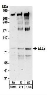 ELL2 Antibody - Detection of Mouse ELL2 by Western Blot. Samples: Whole cell lysate (50 ug) from TCMK-1, 4T1, and CT26.WT cells. Antibodies: Affinity purified rabbit anti-ELL2 antibody used for WB at 0.5 ug/ml. Detection: Chemiluminescence with an exposure time of 3 minutes.