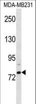 ELL2 Antibody - ELL2 Antibody western blot of MDA-MB231 cell line lysates (35 ug/lane). The ELL2 antibody detected the ELL2 protein (arrow).