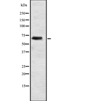 ELL2 Antibody - Western blot analysis of ELL2 expression in 293 cells lysate. The lane on the left is treated with the antigen-specific peptide.
