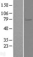 ELL2 Protein - Western validation with an anti-DDK antibody * L: Control HEK293 lysate R: Over-expression lysate