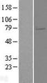 ELL2 Protein - Western validation with an anti-DDK antibody * L: Control HEK293 lysate R: Over-expression lysate