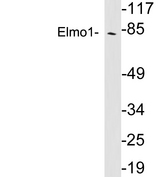 ELMO1 / ELMO 1 Antibody - Western blot analysis of lysates from Jurkat cells, using Elmo1 antibody.