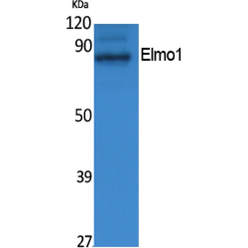 ELMO1 / ELMO 1 Antibody - Western blot of Elmo1 antibody