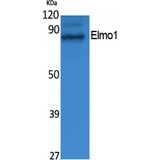 ELMO1 / ELMO 1 Antibody - Western blot of Elmo1 antibody