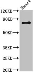 ELMO2 Antibody - Western Blot Positive WB detected in:Mouse heart tissue All Lanes:ELMO2 antibody at 3.4µg/ml Secondary Goat polyclonal to rabbit IgG at 1/50000 dilution Predicted band size: 83,73 KDa Observed band size: 83 KDa