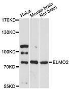 ELMO2 Antibody - Western blot analysis of extracts of various cell lines, using ELMO2 antibody at 1:3000 dilution. The secondary antibody used was an HRP Goat Anti-Rabbit IgG (H+L) at 1:10000 dilution. Lysates were loaded 25ug per lane and 3% nonfat dry milk in TBST was used for blocking. An ECL Kit was used for detection and the exposure time was 90s.