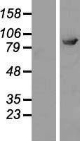 ELMO2 Protein - Western validation with an anti-DDK antibody * L: Control HEK293 lysate R: Over-expression lysate