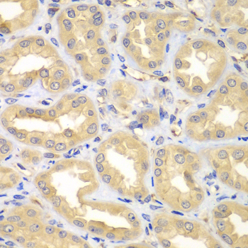 ELMO3 Antibody - Immunohistochemistry of paraffin-embedded human kidney tissue.
