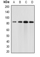 ELMO3 Antibody - Western blot analysis of Elmo3 expression in HT29 (A); mouse brain (B); mouse kidney (C); rat lung (D) whole cell lysates.