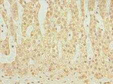 ELMOD1 Antibody - Immunohistochemistry of paraffin-embedded human adrenal gland tissue at dilution 1:100