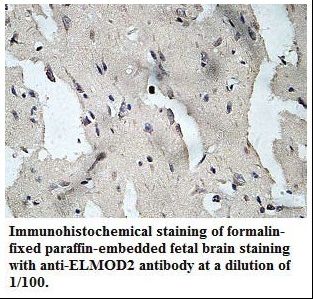 ELMOD2 Antibody