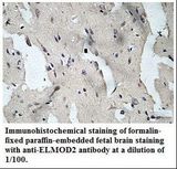 ELMOD2 Antibody