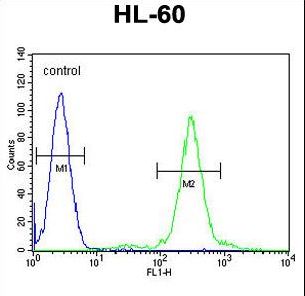 ELMOD2 Antibody - ELMD2 Antibody flow cytometry of HL-60 cells (right histogram) compared to a negative control cell (left histogram). FITC-conjugated goat-anti-rabbit secondary antibodies were used for the analysis.