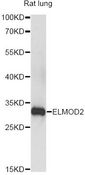 ELMOD2 Antibody - Western blot analysis of extracts of rat lung, using ELMOD2 antibody at 1:3000 dilution. The secondary antibody used was an HRP Goat Anti-Rabbit IgG (H+L) at 1:10000 dilution. Lysates were loaded 25ug per lane and 3% nonfat dry milk in TBST was used for blocking. An ECL Kit was used for detection and the exposure time was 5s.